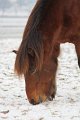 Winterweide 11-12 (87)